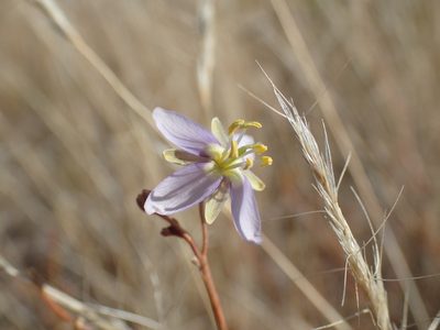 Heliophila minima, photographed by Mahomed Desai