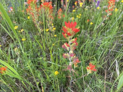 Castilleja coccinea, photographed by Henrique Pacheco