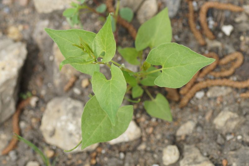 Fallopia convolvulus, photographed by evgeniq_benihanov