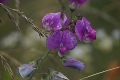 Lathyrus latifolius