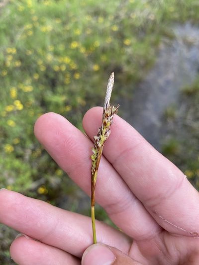 Carex richardsonii, photographed by Henrique Pacheco