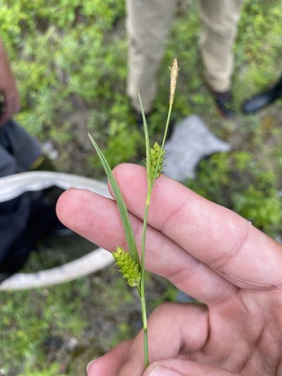 Carex crawei, photographed by Henrique Pacheco