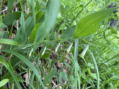 Polygonatum odoratum, photographed by Анна Рыбакова