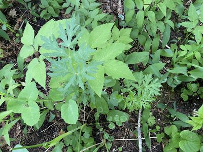 Heracleum sibiricum, photographed by Анна Рыбакова