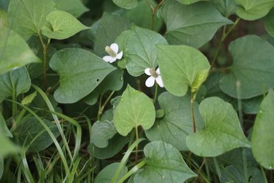Houttuynia cordata, photographed by Lauren Gillett