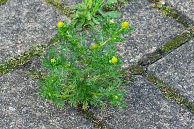 Matricaria discoidea, photographed by Andrew Skotnicki