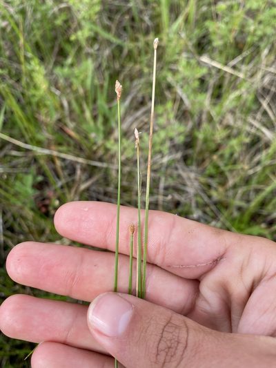 Eleocharis compressa, photographed by Henrique Pacheco