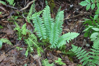 Polystichum acrostichoides, photographed by Steven Lamonde