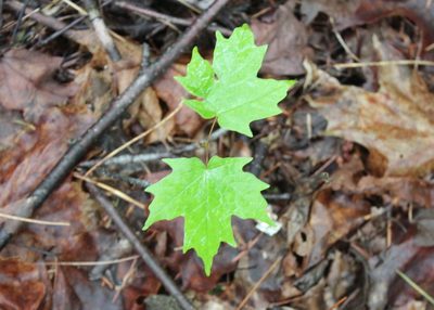 Acer saccharum, photographed by Steven Lamonde