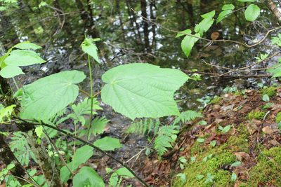 Acer pensylvanicum, photographed by Steven Lamonde