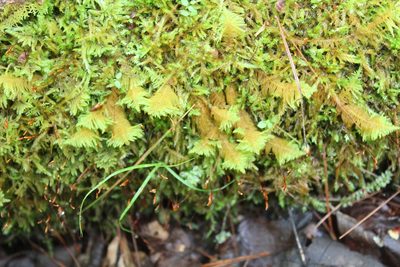 Ptilium crista-castrensis, photographed by Steven Lamonde
