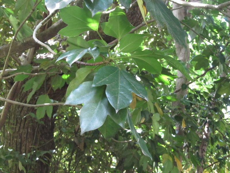 Dendropanax trifidus, photographed by Luka S. (someplant)