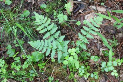 Dryopteris cristata, photographed by Steven Lamonde