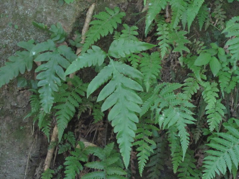 Woodwardia orientalis, photographed by Luka S. (someplant)