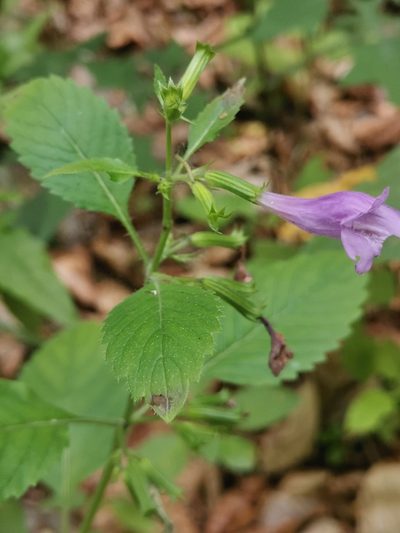 Clinopodium grandiflorum, photographed by Ljaž