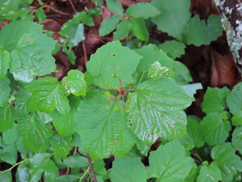 Viburnum acerifolium, photographed by Bruce Slater