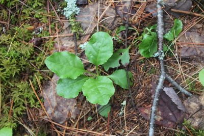 Pyrola elliptica