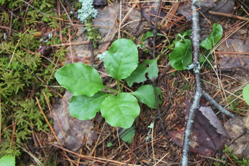 Pyrola elliptica, photographed by Steven Lamonde