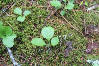 Pyrola elliptica, photographed by Steven Lamonde