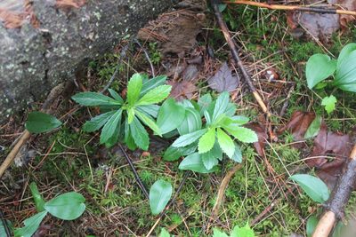 Chimaphila umbellata, photographed by Steven Lamonde