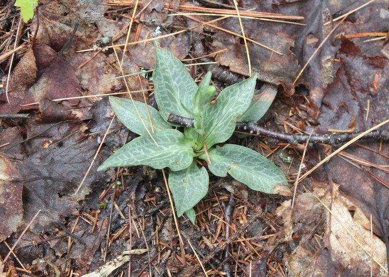 Goodyera tesselata, photographed by Steven Lamonde