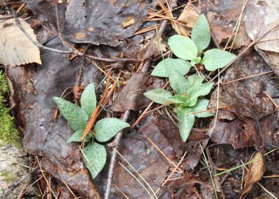 Goodyera tesselata, photographed by Steven Lamonde