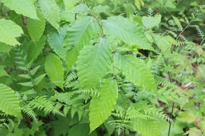 Fagus grandifolia, photographed by Steven Lamonde