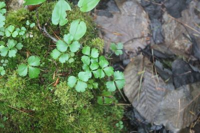 Coptis trifolia, photographed by Steven Lamonde