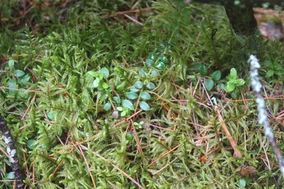 Gaultheria hispidula, photographed by Steven Lamonde