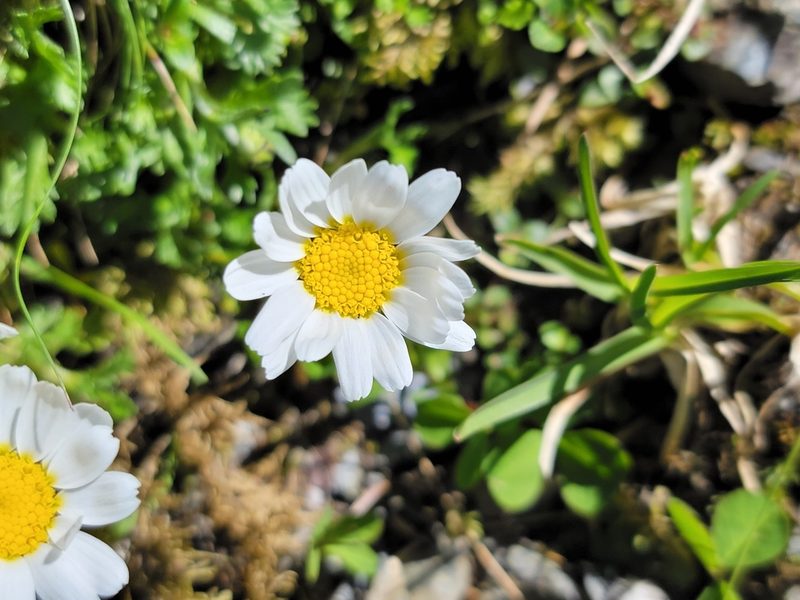 Leucanthemopsis alpina, photographed by Elias