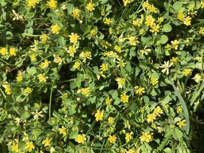 Trifolium dubium, photographed by Kate Phillips