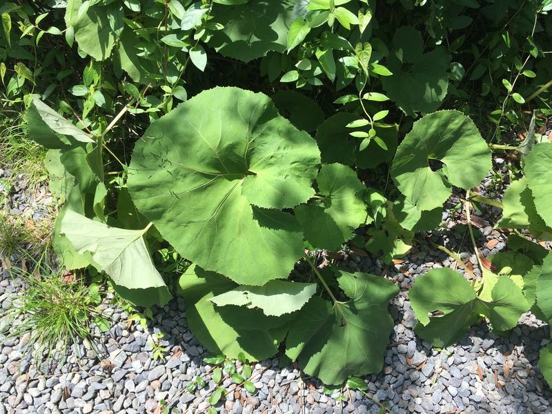 Petasites japonicus, photographed by Luka S. (someplant)