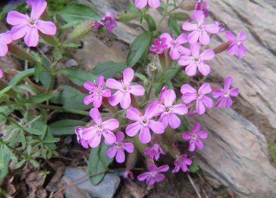 Saponaria ocymoides, photographed by Marco Mussita