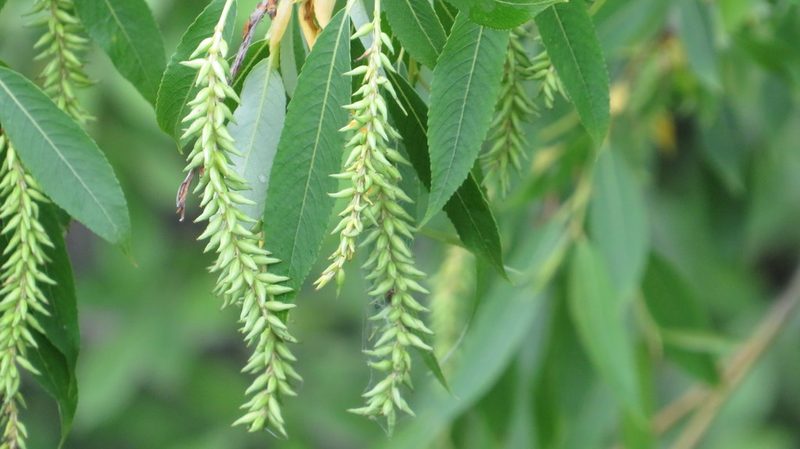 Salix triandra, photographed by Светлана Царахова