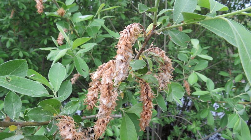 Salix cinerea, photographed by Светлана Царахова