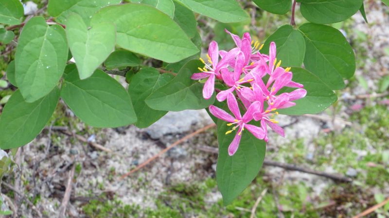 Lonicera tatarica, photographed by Светлана Царахова
