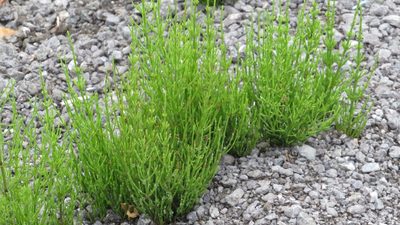 Equisetum arvense