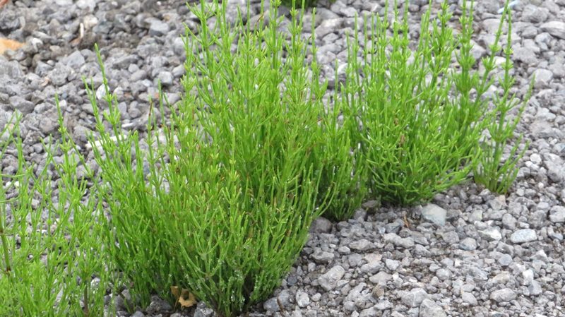 Equisetum arvense, photographed by Светлана Царахова
