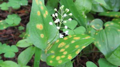 Maianthemum bifolium, photographed by Светлана Царахова