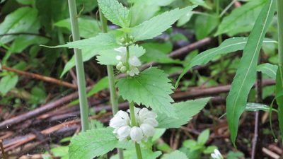 Lamium album, photographed by Светлана Царахова