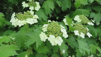 Viburnum opulus, photographed by Светлана Царахова
