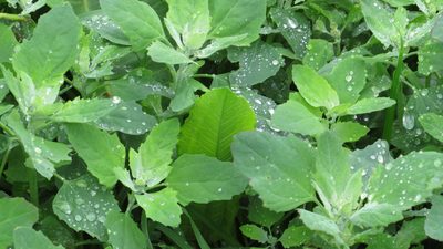 Chenopodium album, photographed by Светлана Царахова