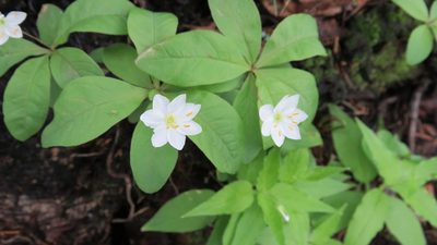 Lysimachia europaea, photographed by Светлана Царахова