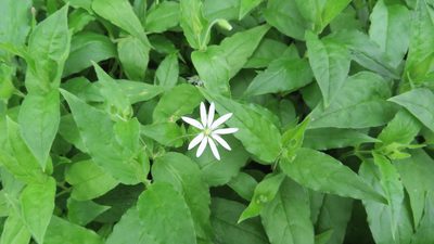 Stellaria bungeana, photographed by Светлана Царахова