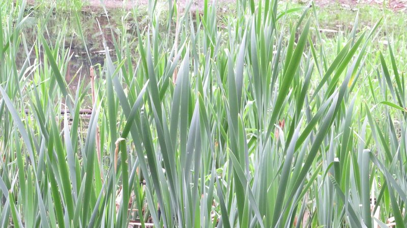 Typha latifolia, photographed by Светлана Царахова