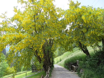Laburnum alpinum, photographed by Marco Mussita