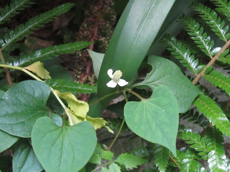 Houttuynia cordata, photographed by Luka S. (someplant)