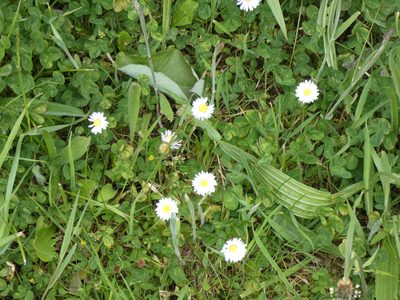 Bellis perennis, photographed by Charlie Farrell
