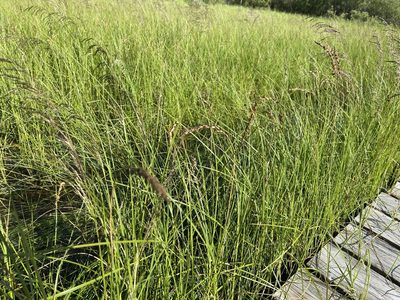 Carex sartwellii, photographed by Henrique Pacheco