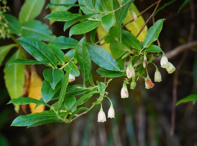 Vaccinium padifolium, photographed by desertnaturalist